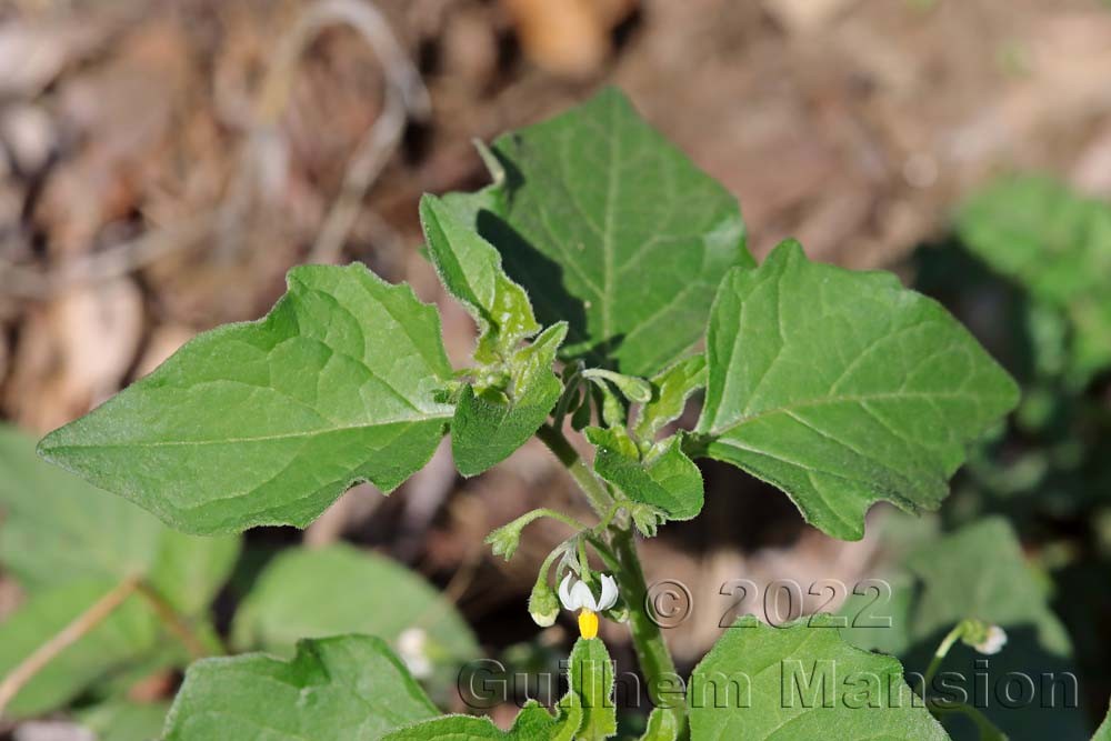 Solanum nigrum