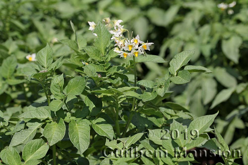 Solanum tuberosum