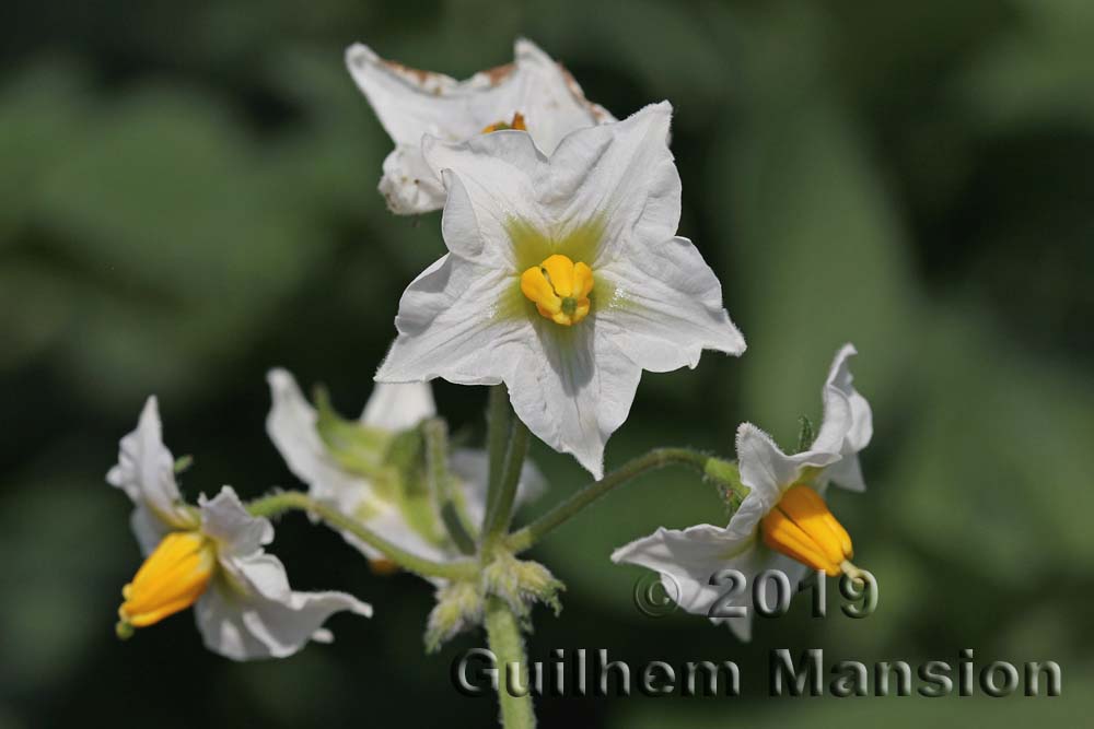 Solanum tuberosum