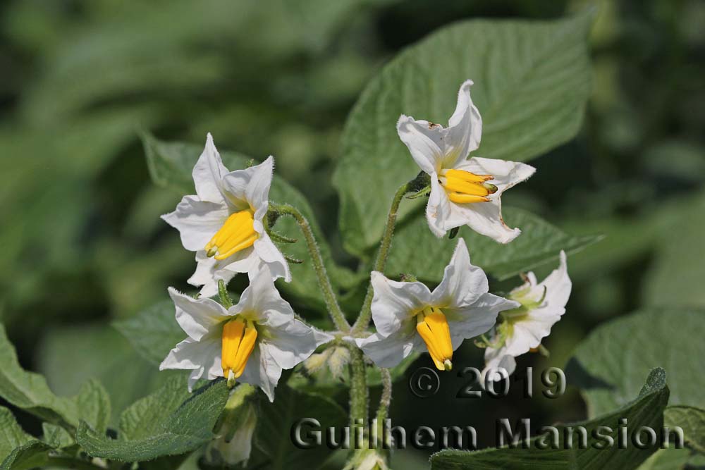 Solanum tuberosum