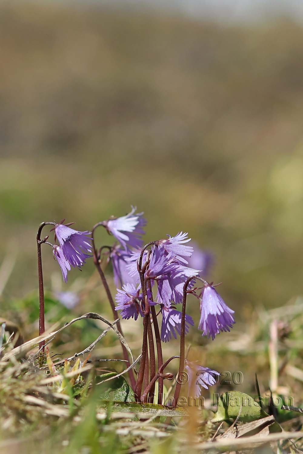 Soldanella alpina