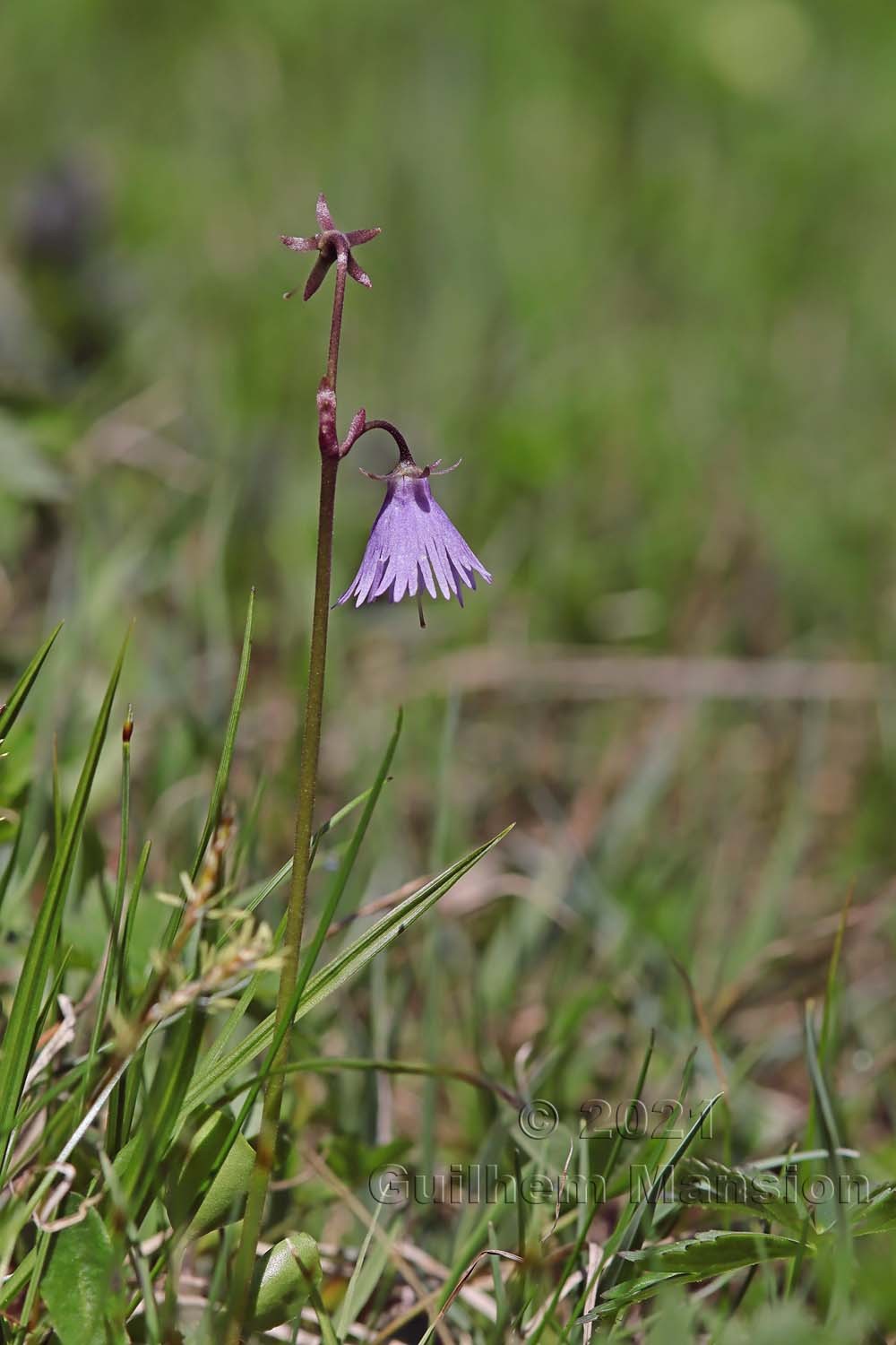 Soldanella alpina