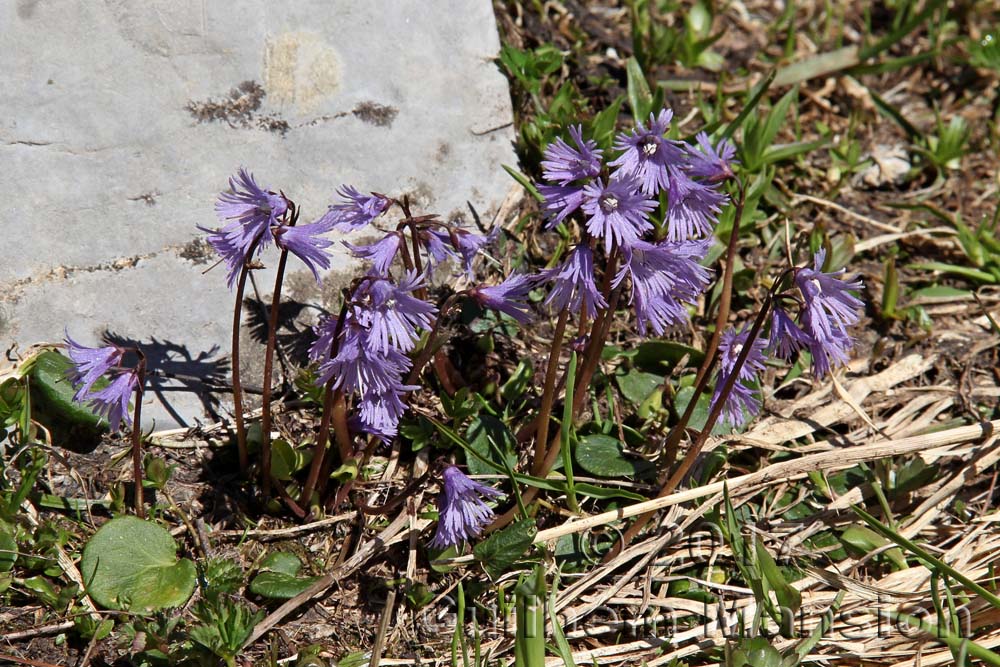 Soldanella alpina