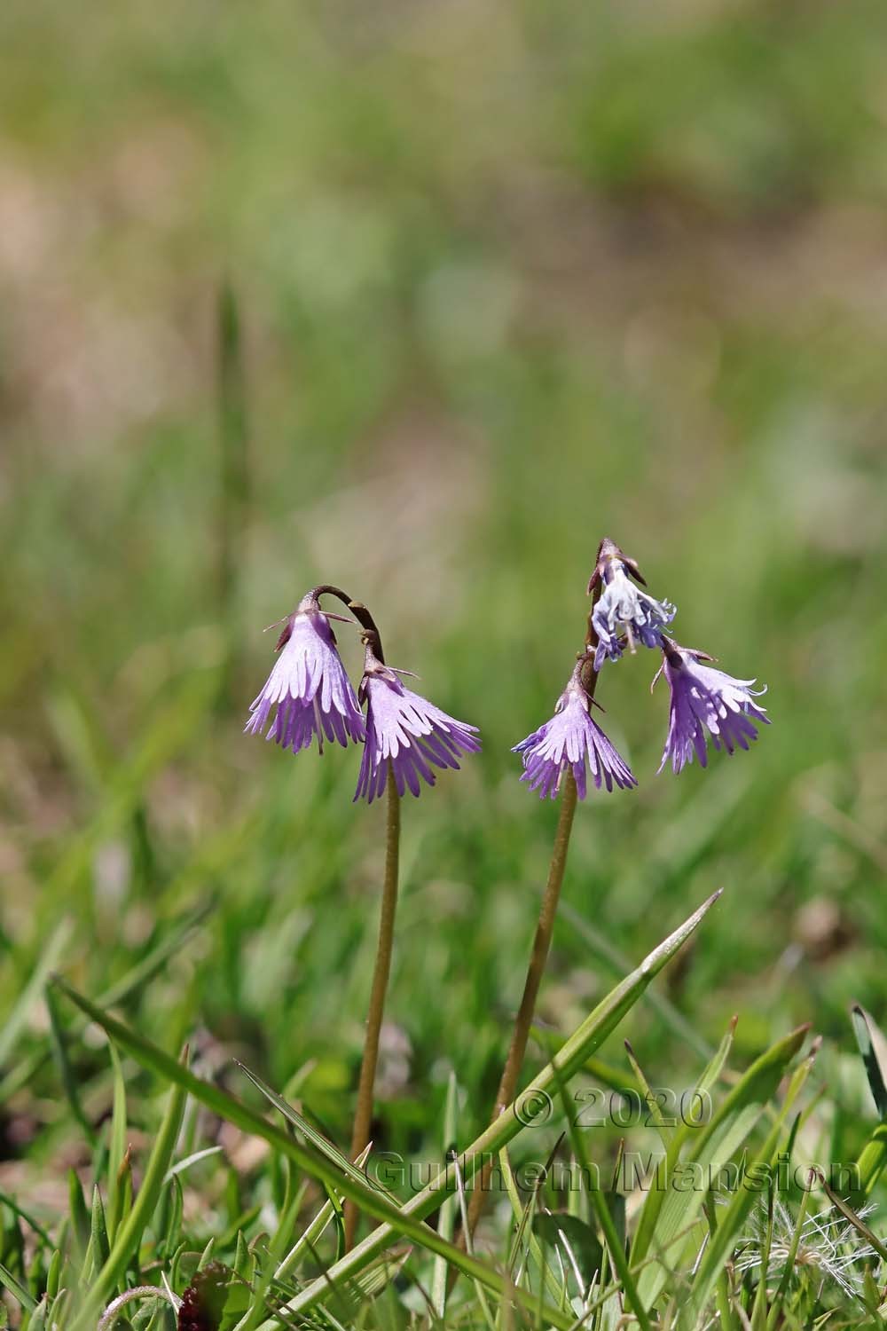 Soldanella alpina