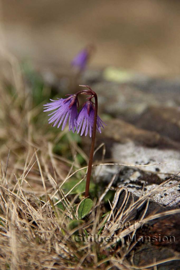 Soldanella alpina