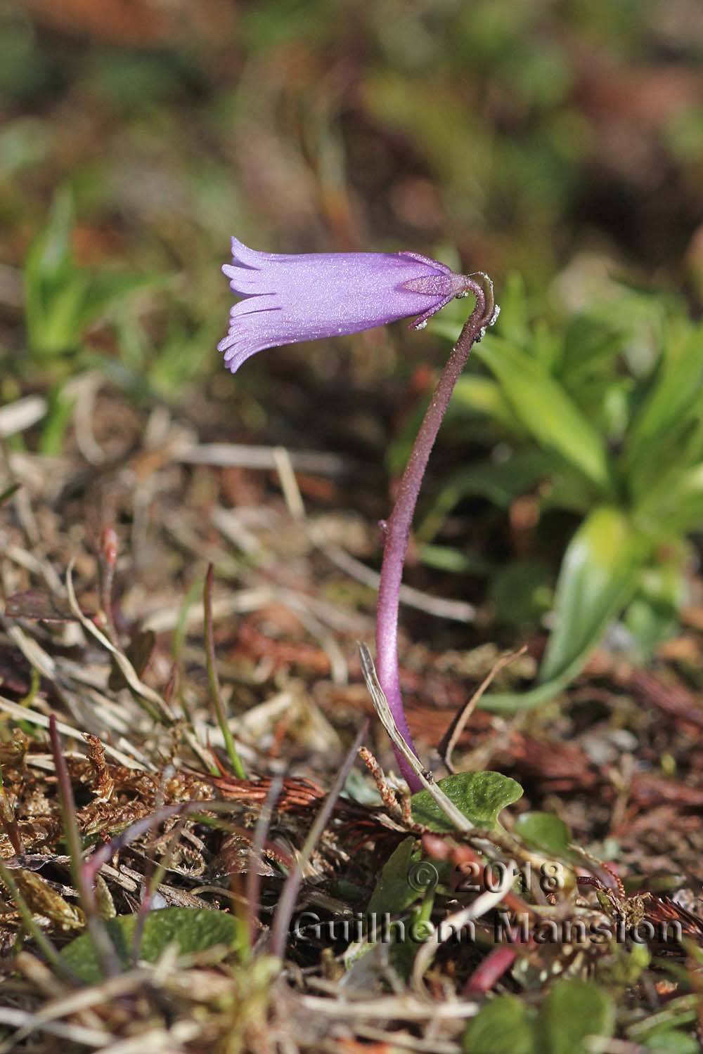 Soldanella pusilla