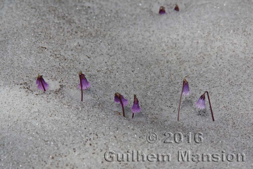 Soldanella pusilla