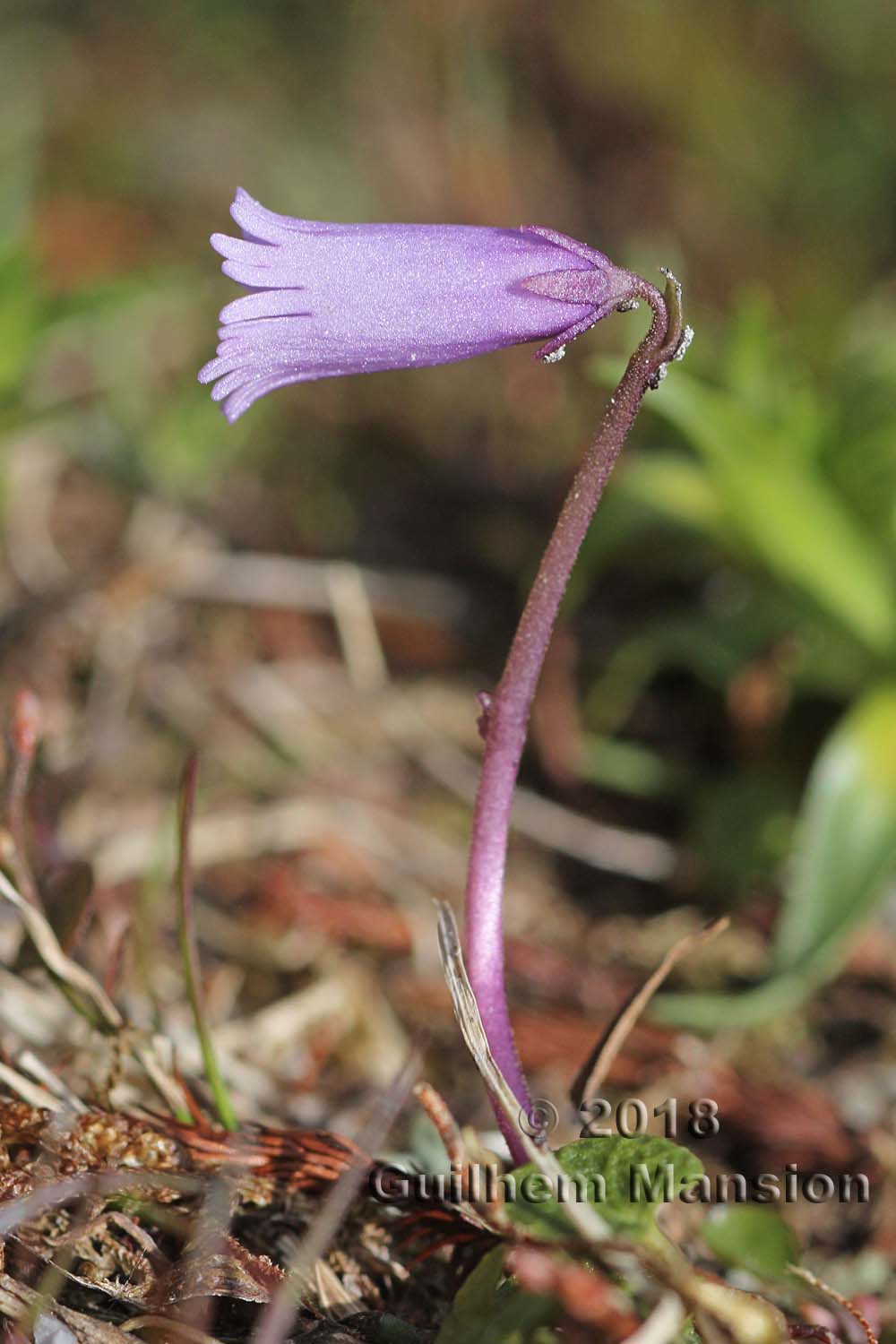 Soldanella pusilla