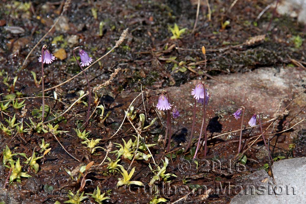 Soldanella pusilla