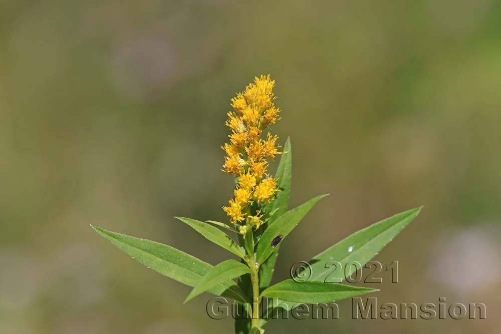 Solidago canadensis