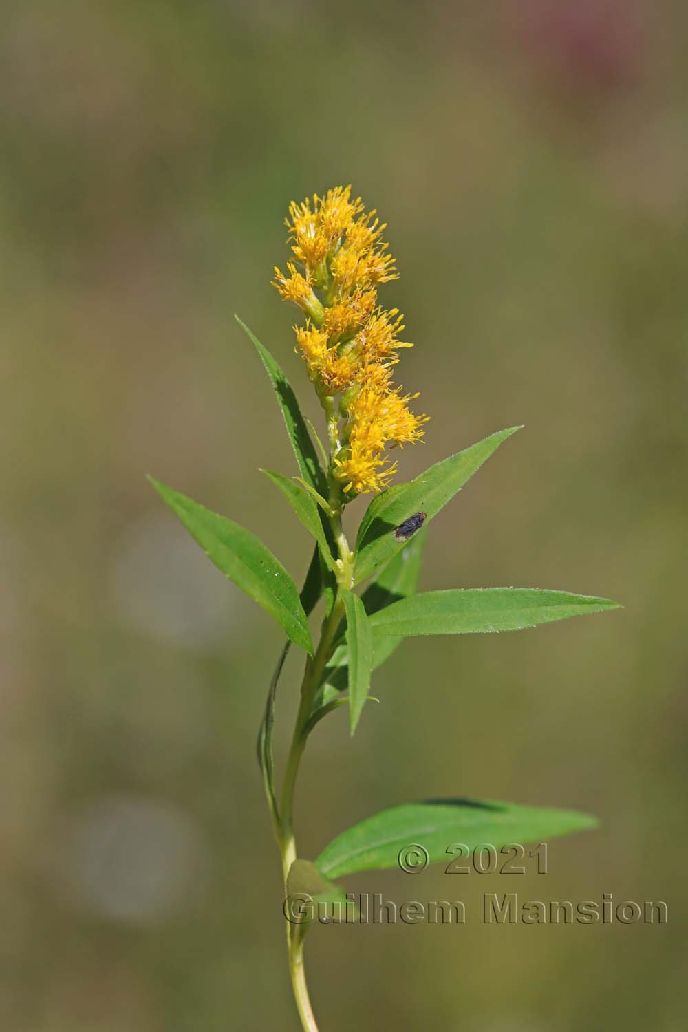 Solidago canadensis