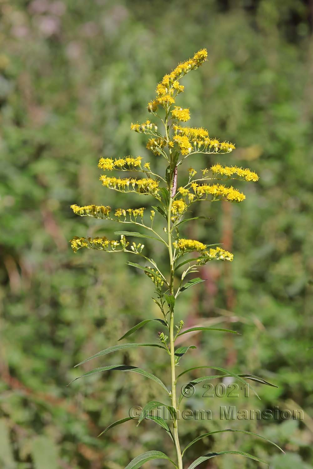 Solidago gigantea