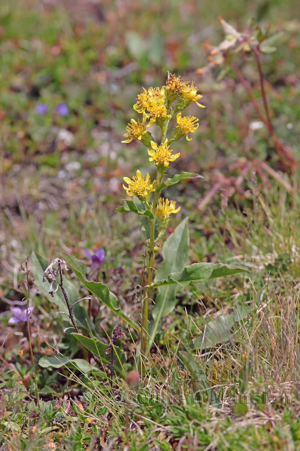 Solidago virgaurea