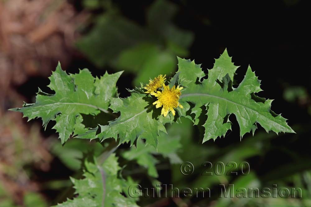 Sonchus asper