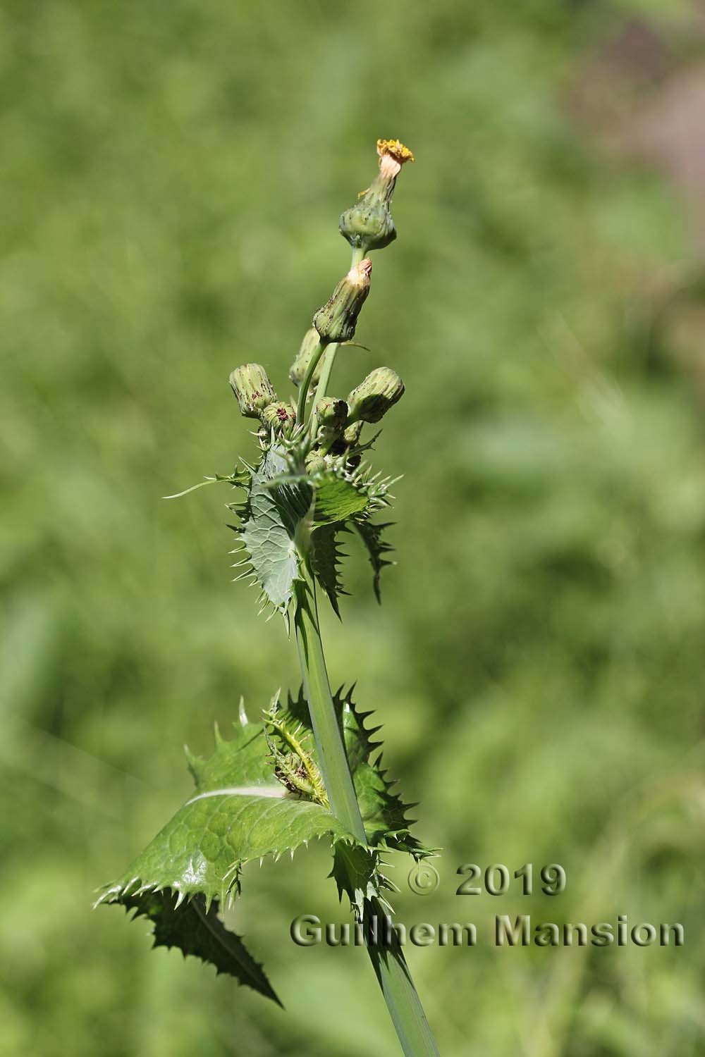 Sonchus asper