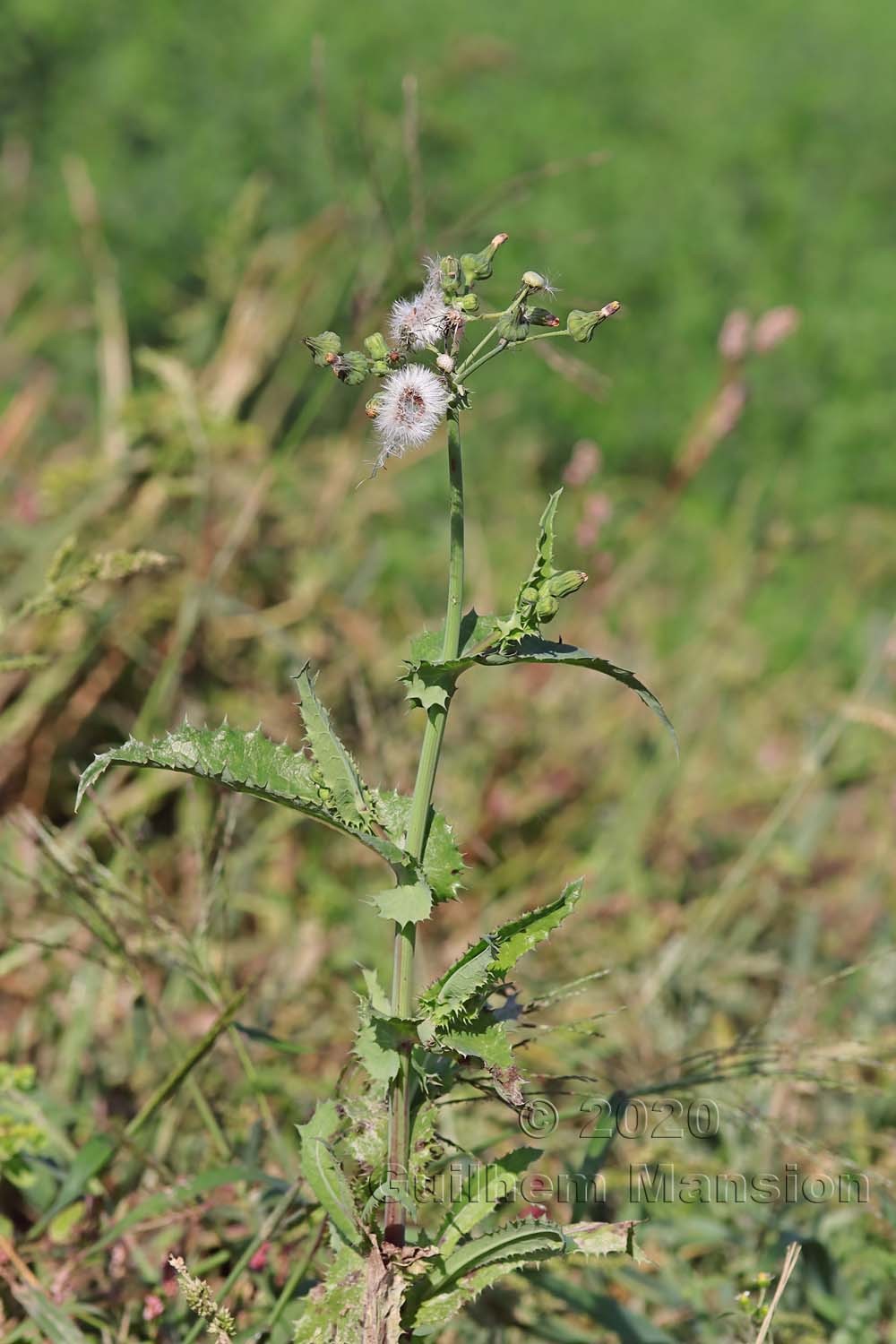 Sonchus asper