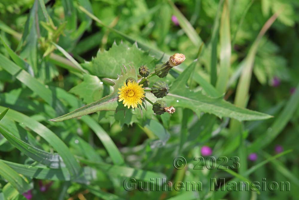 Sonchus oleraceus