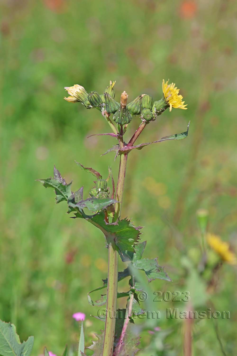 Sonchus oleraceus