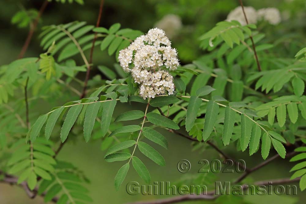 Sorbus aucuparia