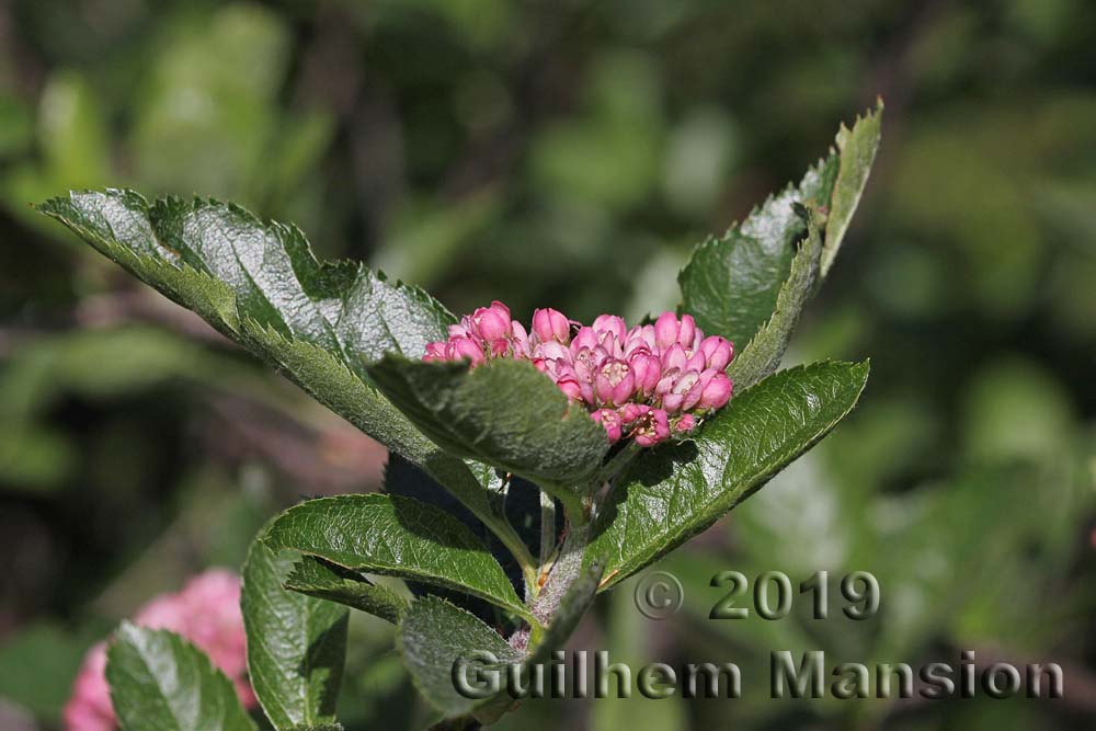 Sorbus chamaemespilus