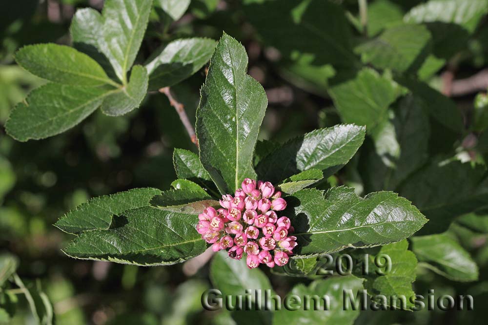 Sorbus chamaemespilus