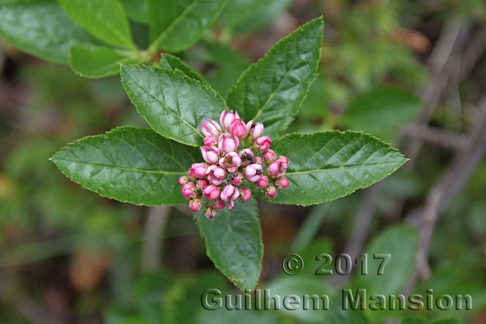 Sorbus chamaemespilus