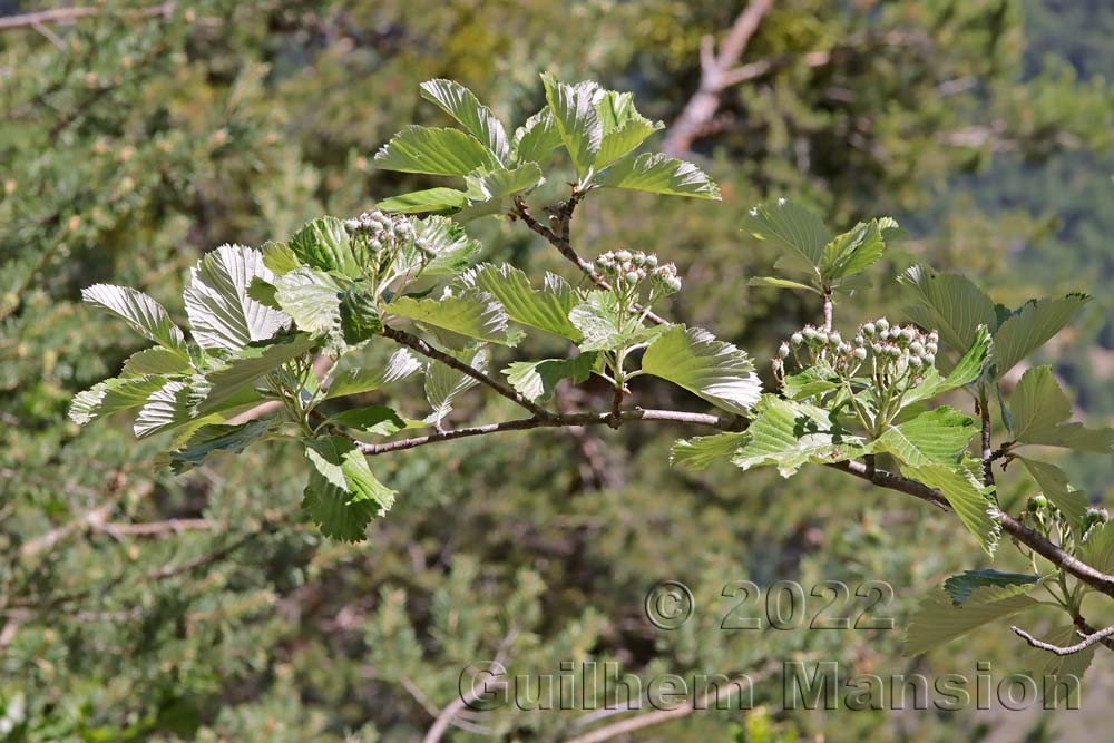 Sorbus mougeotii