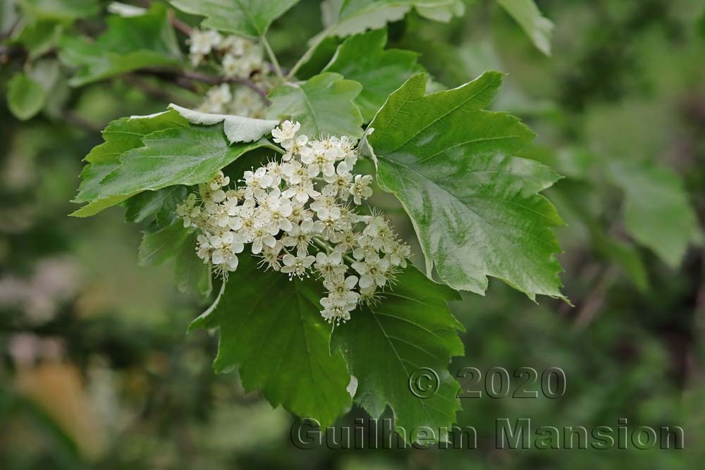 Sorbus torminalis