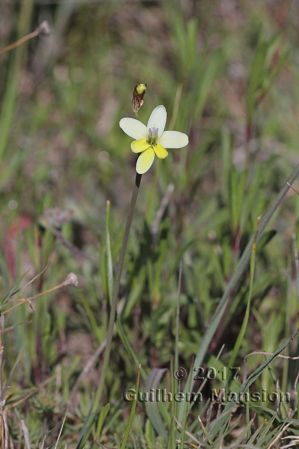 Sparaxis parviflora