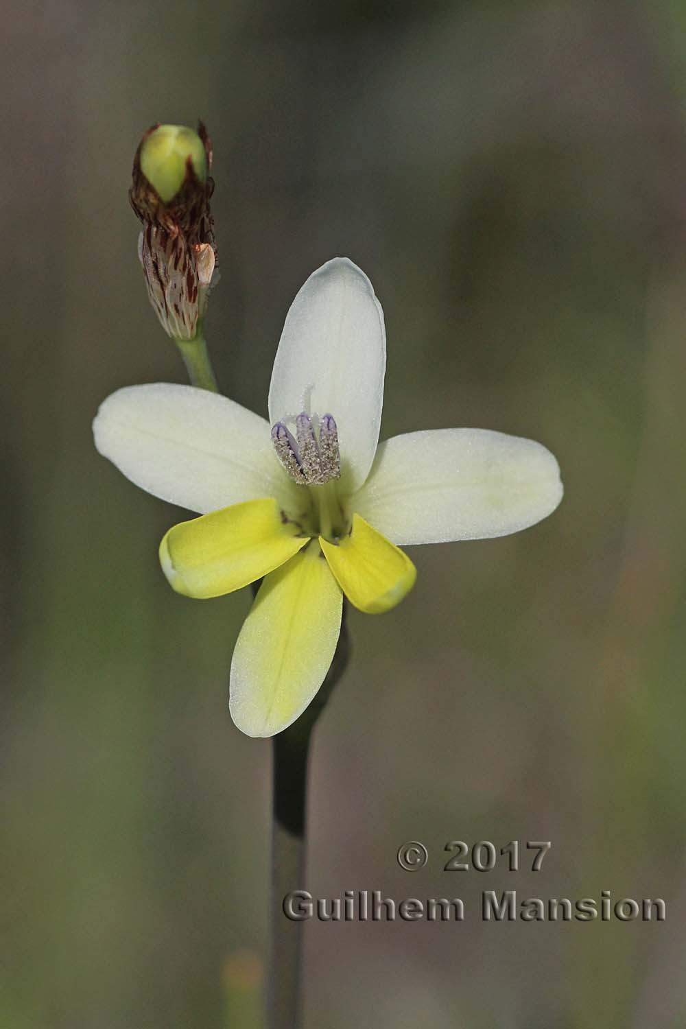 Sparaxis parviflora