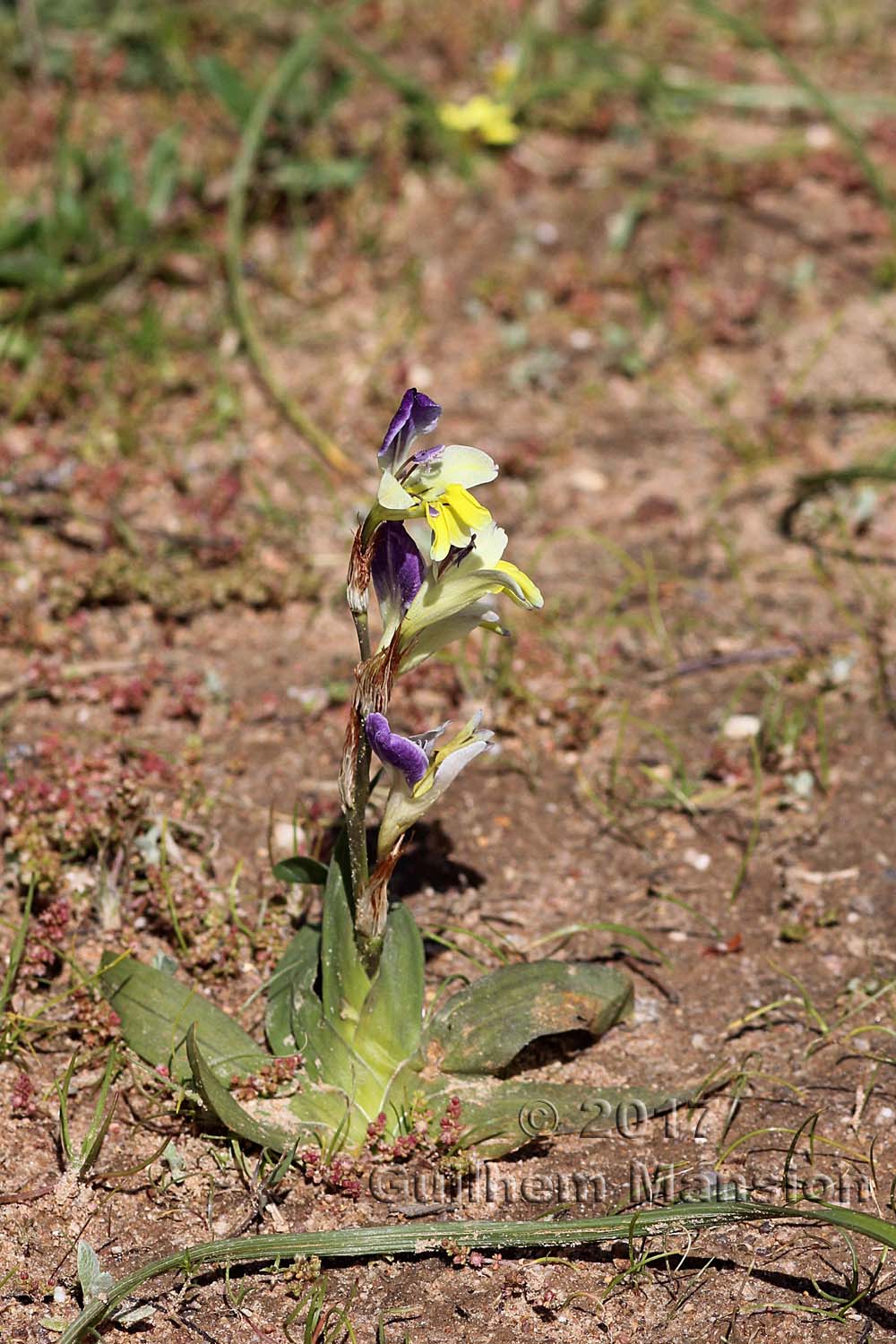 Sparaxis villosa