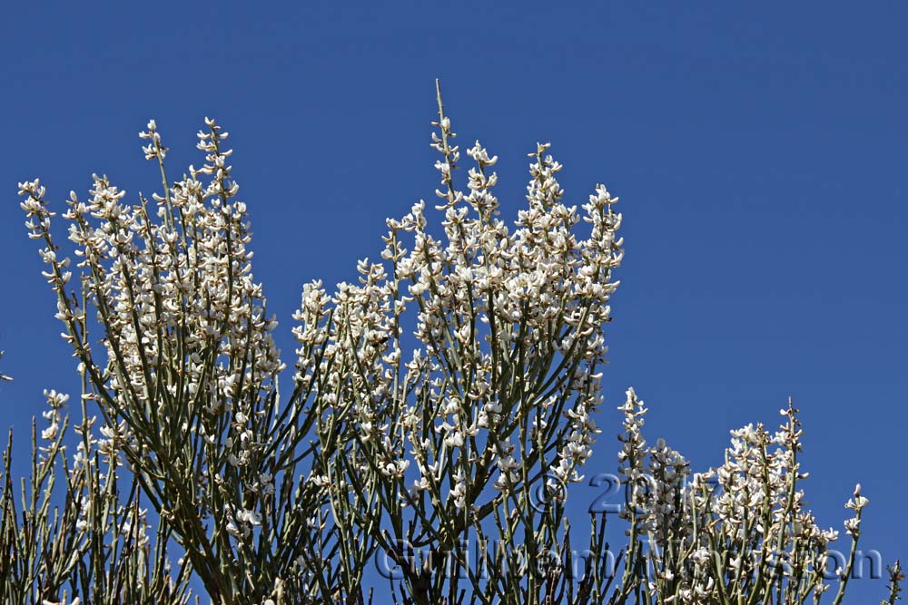 Spartocytisus supranubius