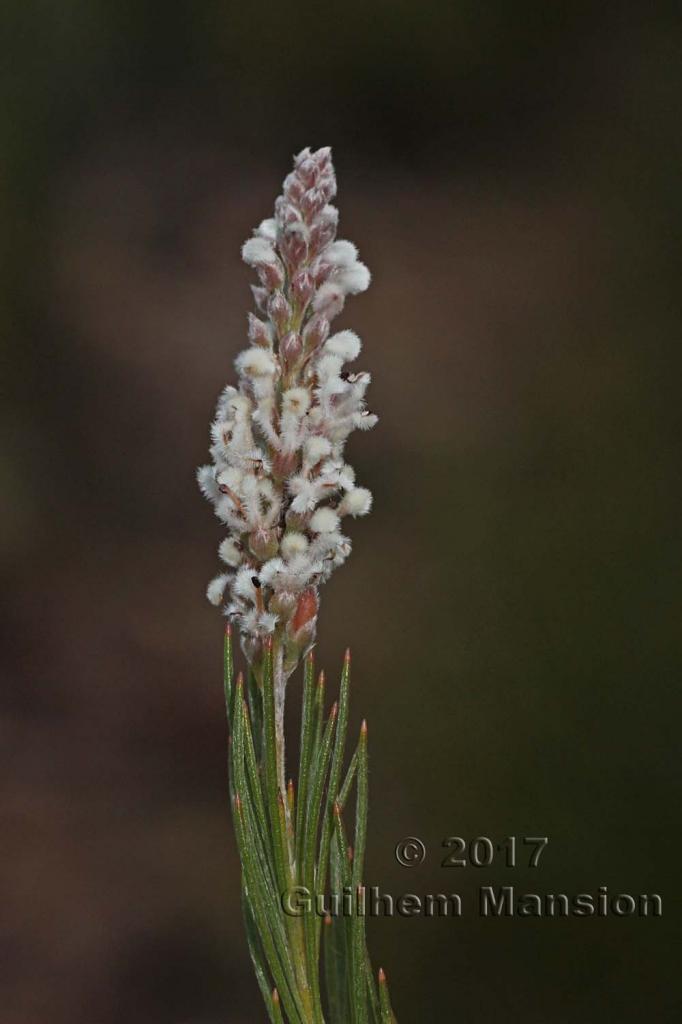 Spatalla curvifolia