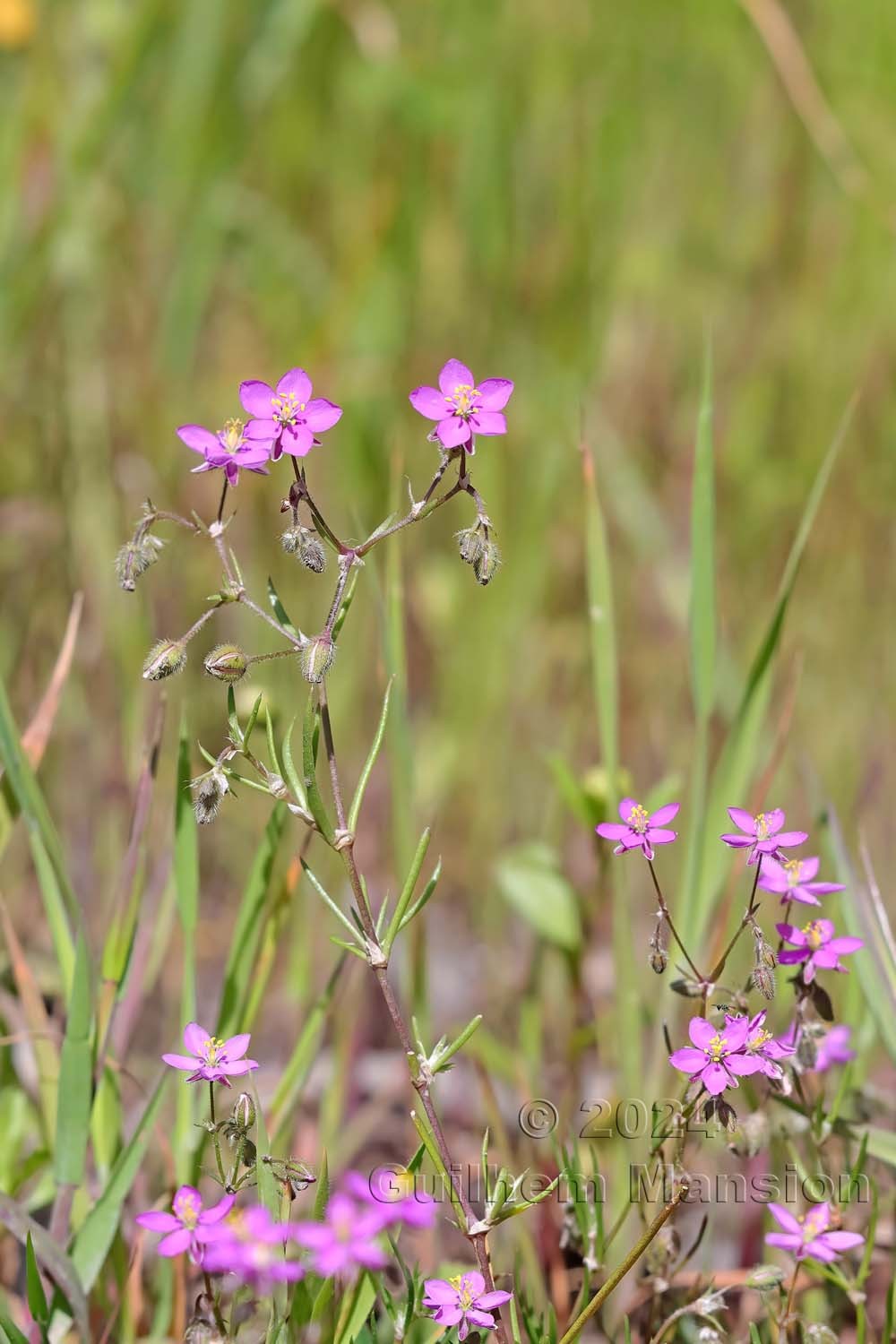 Spergularia purpurea