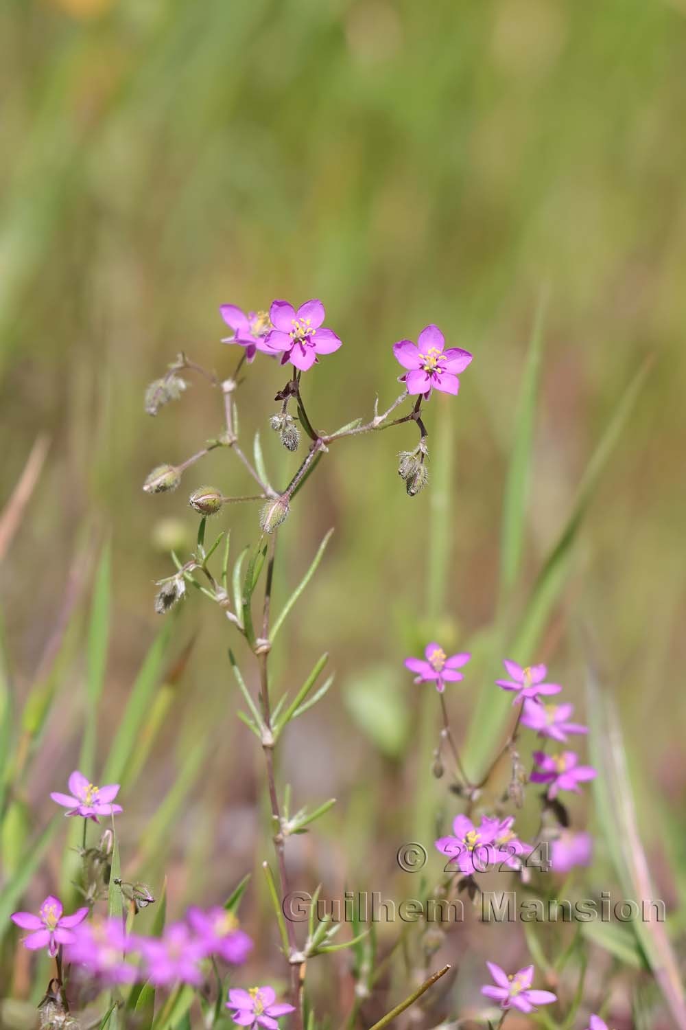 Spergularia purpurea