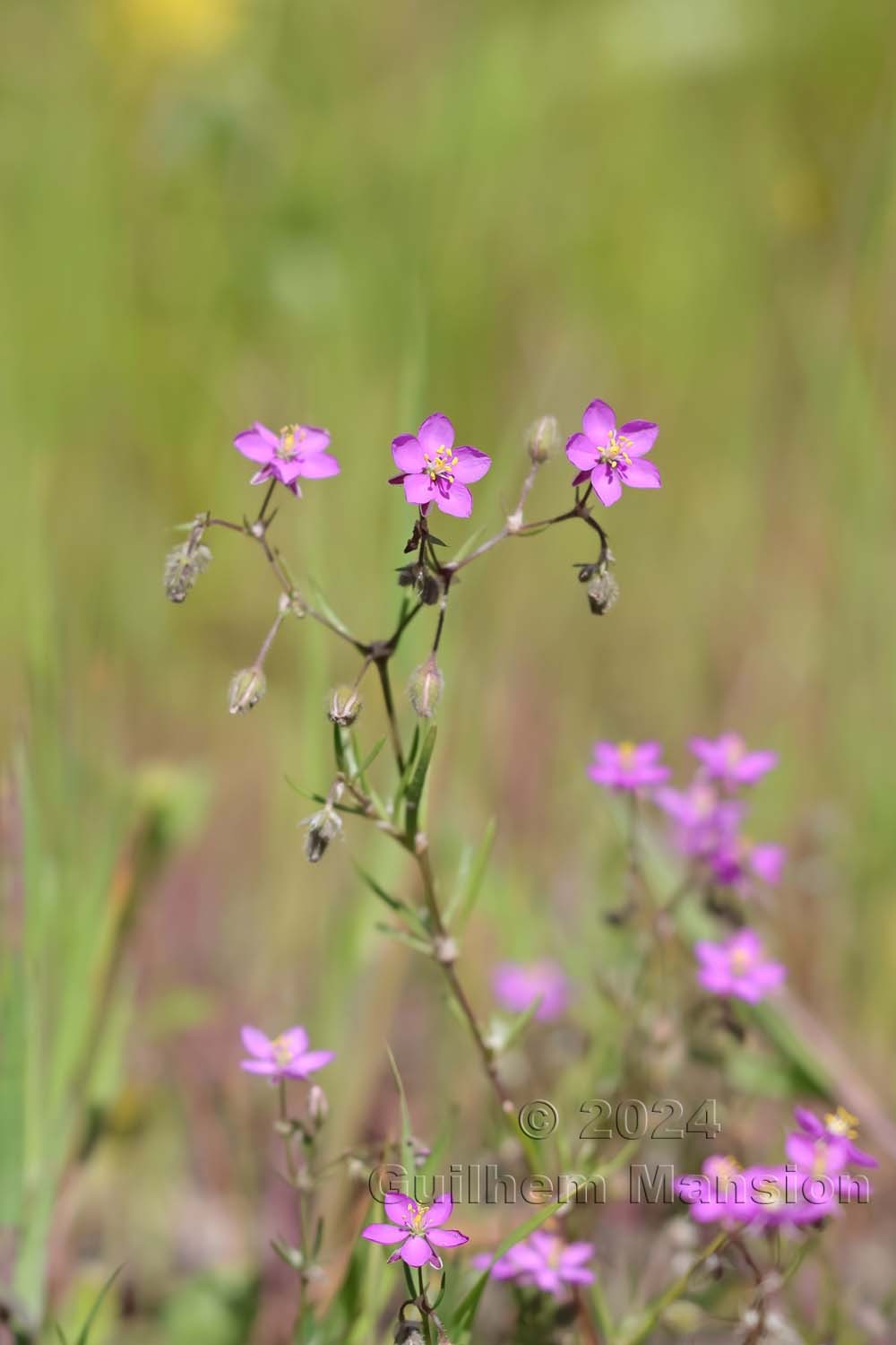 Spergularia purpurea