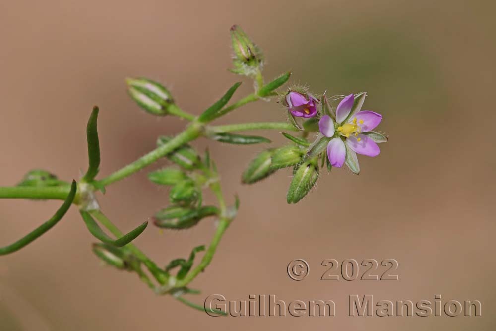 Spergularia rubra