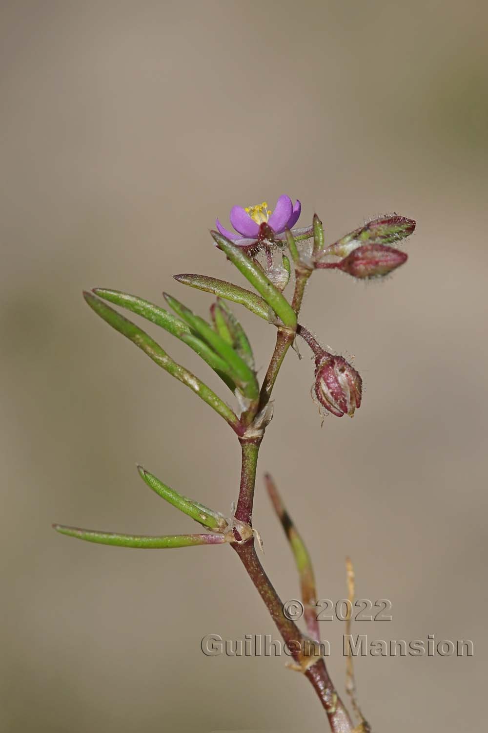 Spergularia rubra