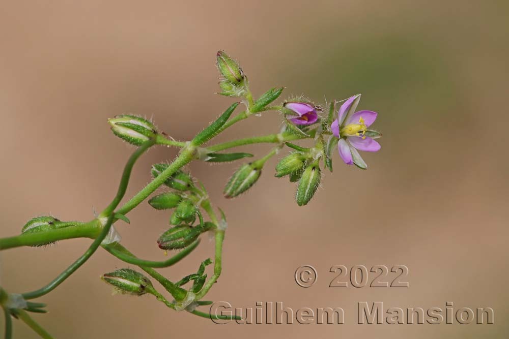 Spergularia rubra