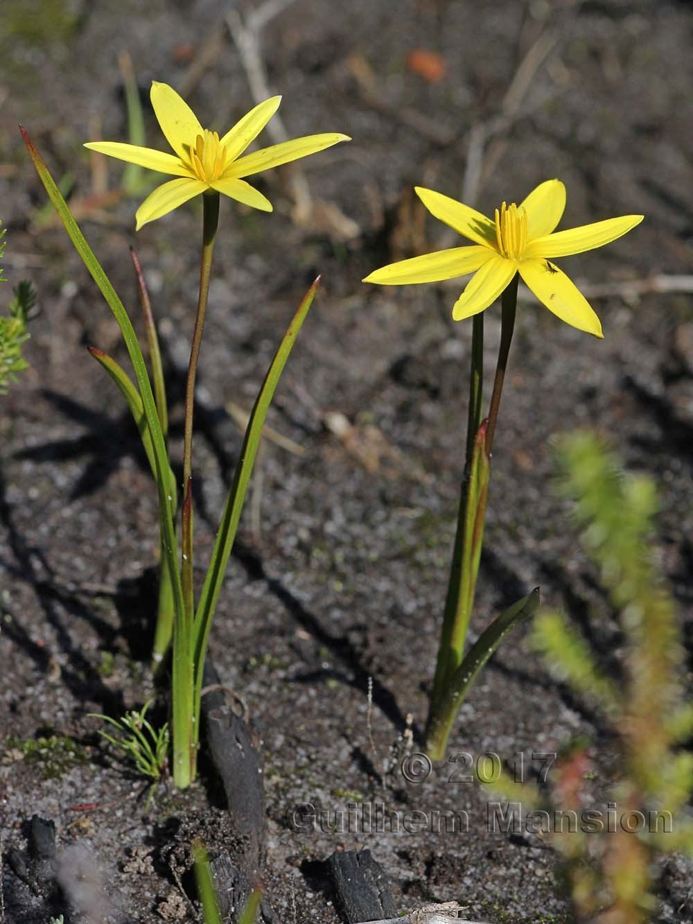 Spiloxene serrata