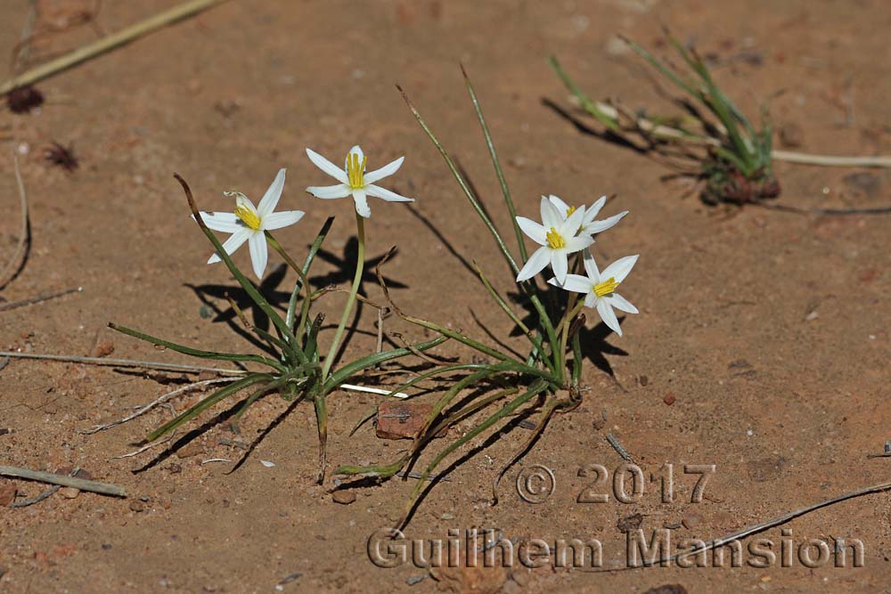 Spiloxene serrata