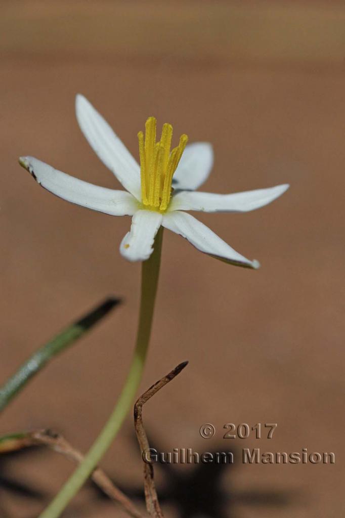 Spiloxene serrata