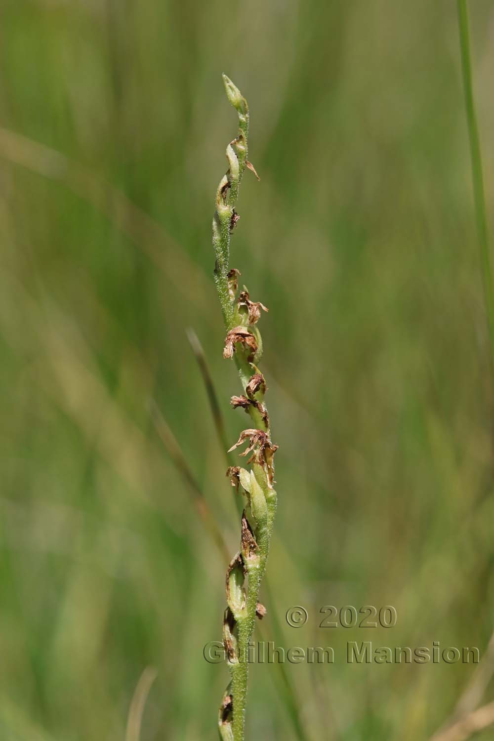 Spiranthes aestivalis