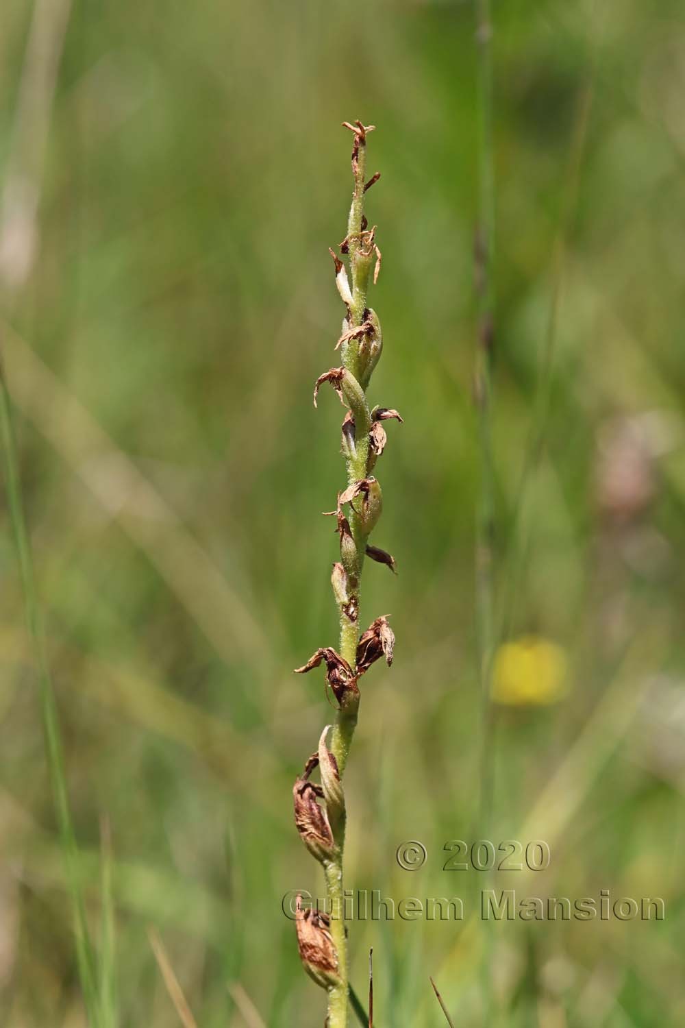 Spiranthes aestivalis