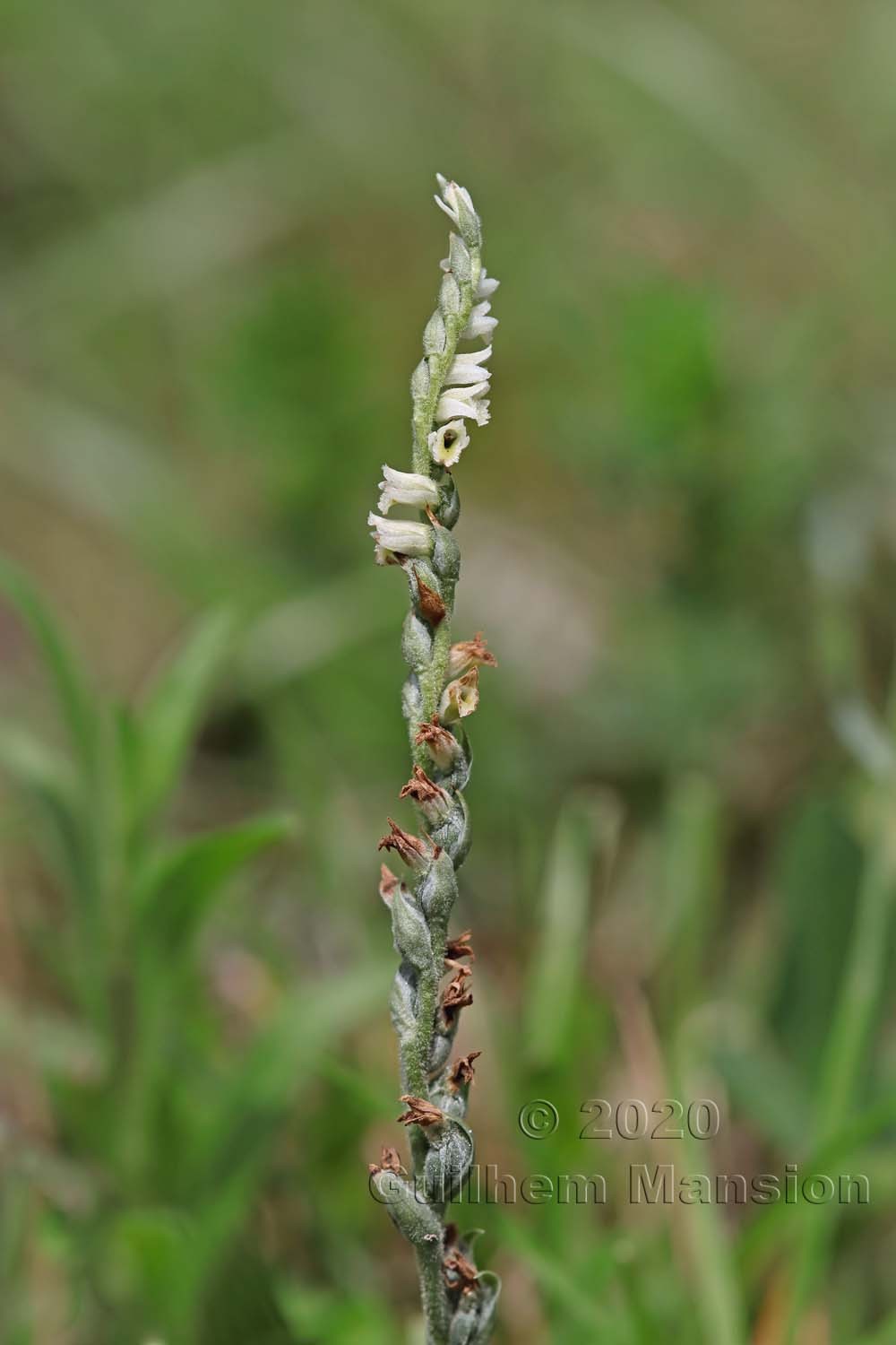 Spiranthes spiralis