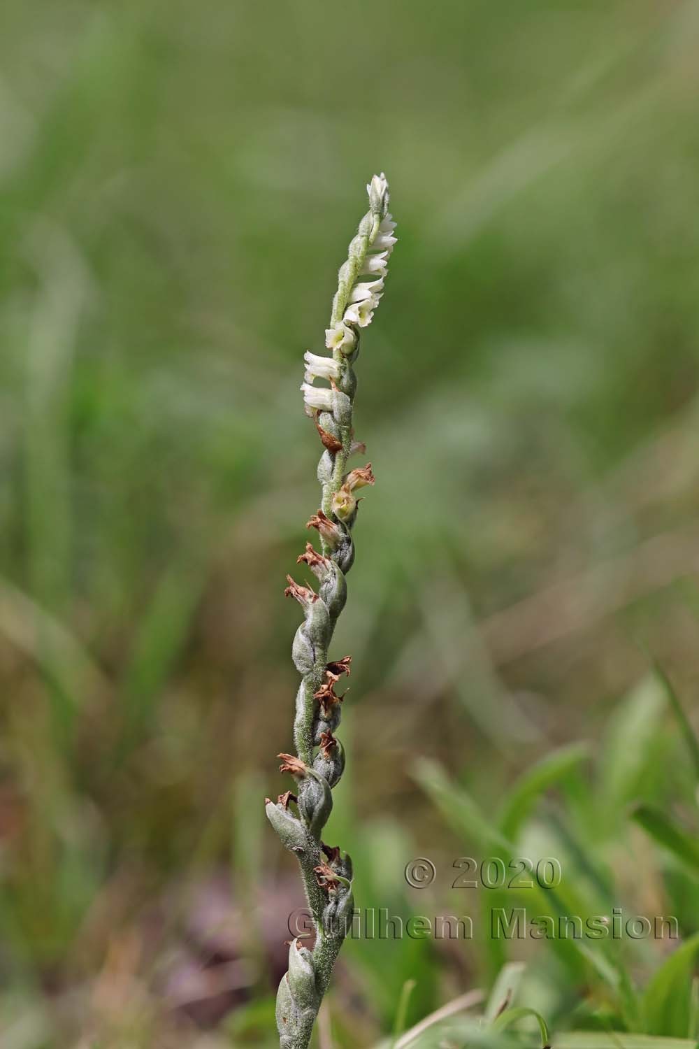 Spiranthes spiralis