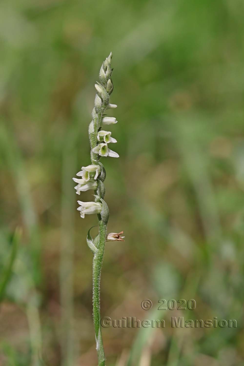 Spiranthes spiralis