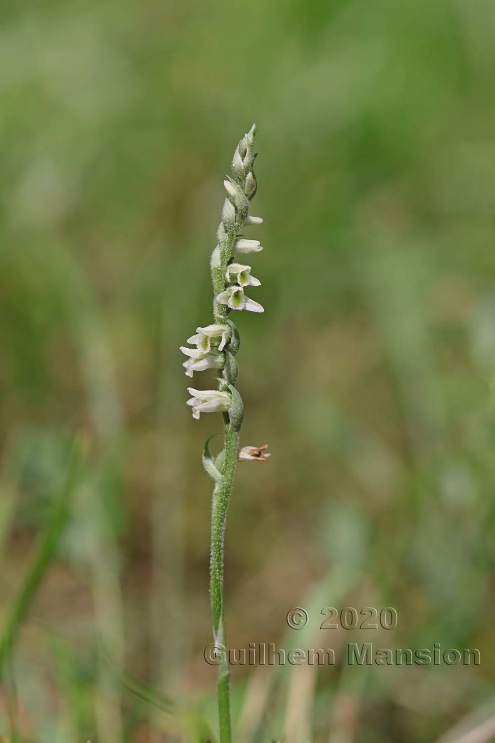 Spiranthes spiralis