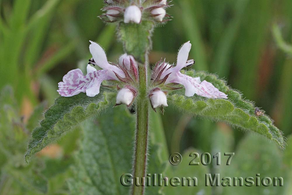 Stachys aethiopica