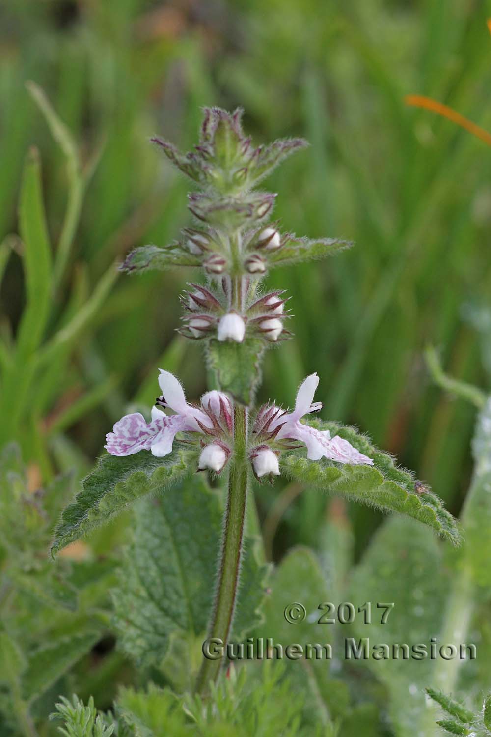 Stachys aethiopica